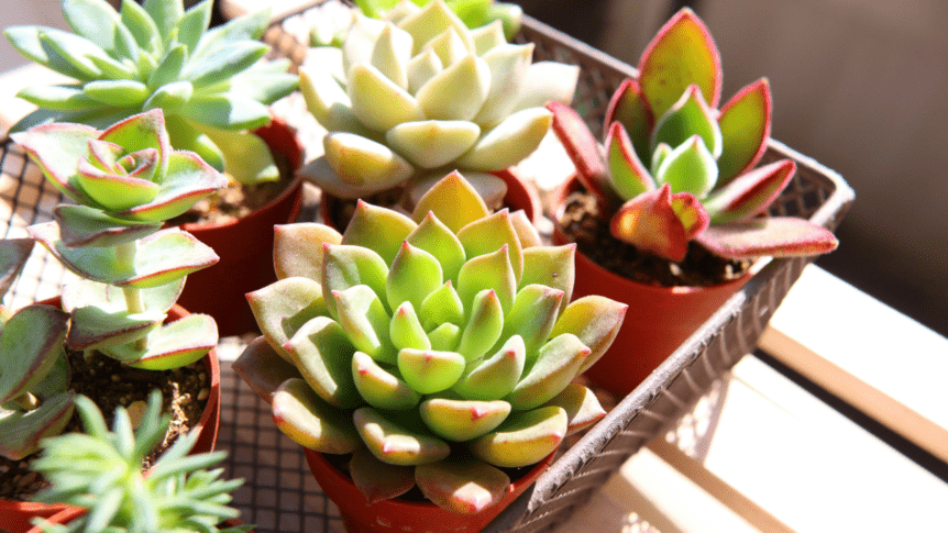 Benefits Of Growing Succulent Plants In Your Home